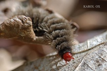 Amata phegea larva (8)